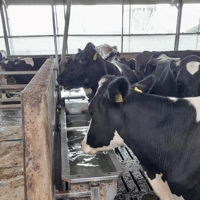 schoon drinkwater voor koeien in Maurik