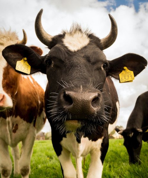 Drinkwaterdesinfectie | Watter B.V.