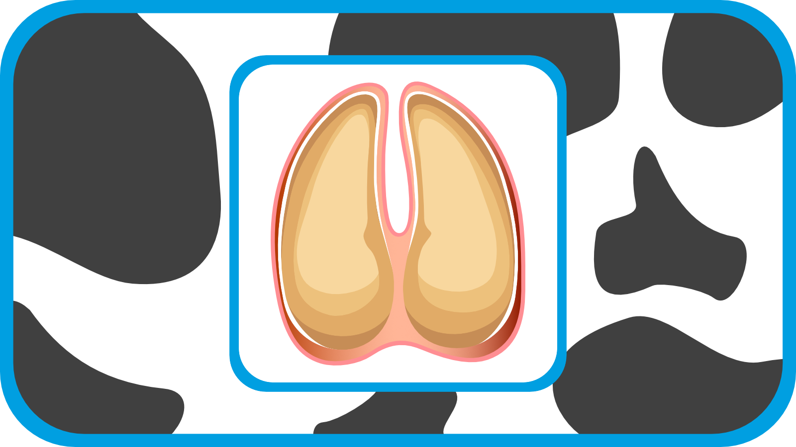 Poot van een koe en klauwgezondheid: De basis voor gezonde en