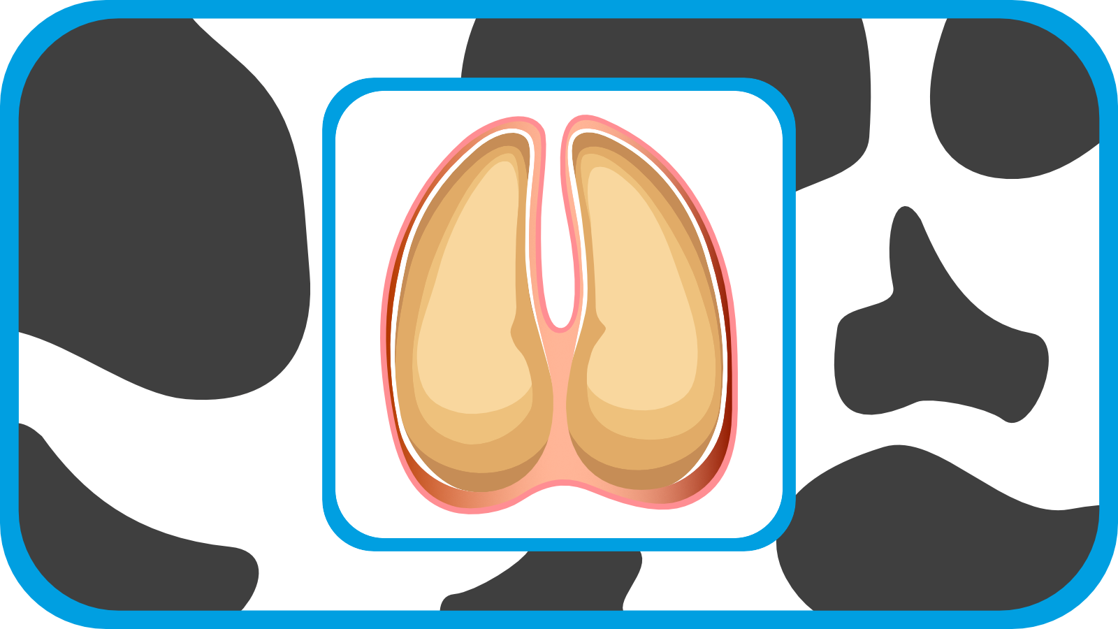 Poot van een koe en klauwgezondheid: De basis voor gezonde en