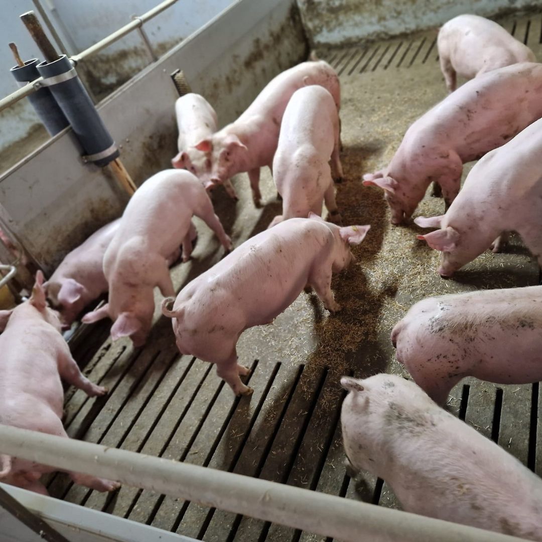 Varkens op bedrijf van Eijk Varkens B.V.
