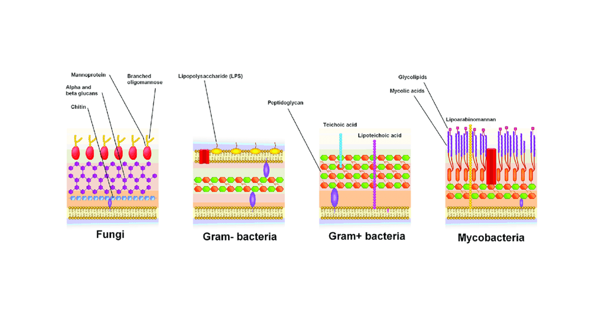 Schematische weergave van de celwand structuur van verschillende organismen