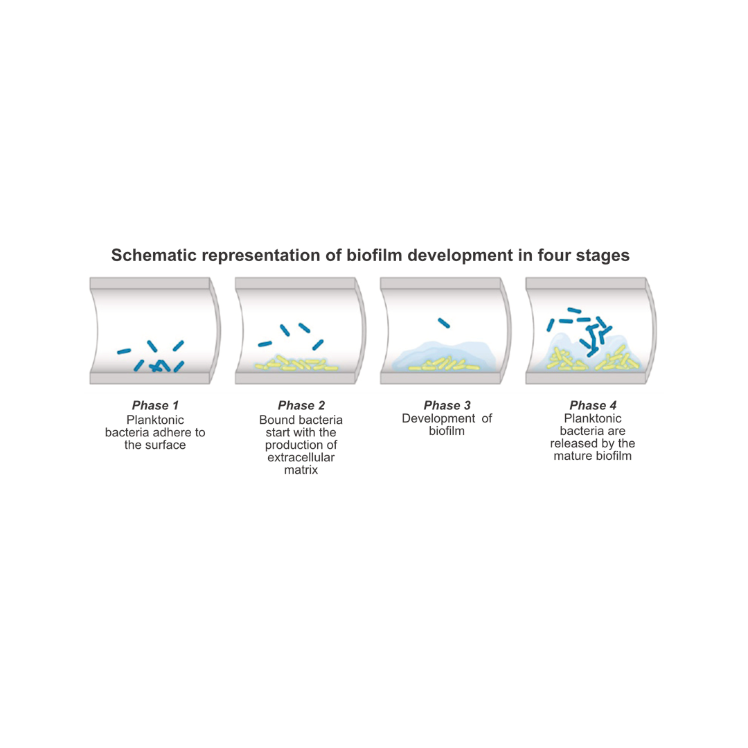 De formatie van biofilm is onder te brengen in vier stappen: aanhechting, EPS-productie, biofilm ontwikkeling en nieuwe kolonisatie.