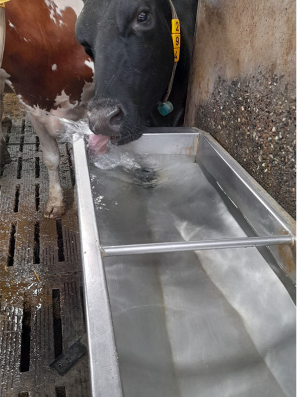 Das Wasser ist kristallklar und vor allem gibt es keine Schleimränder an den Seiten oder am Boden der Tränke. Der Biofilm ist vollständig verschwunden.