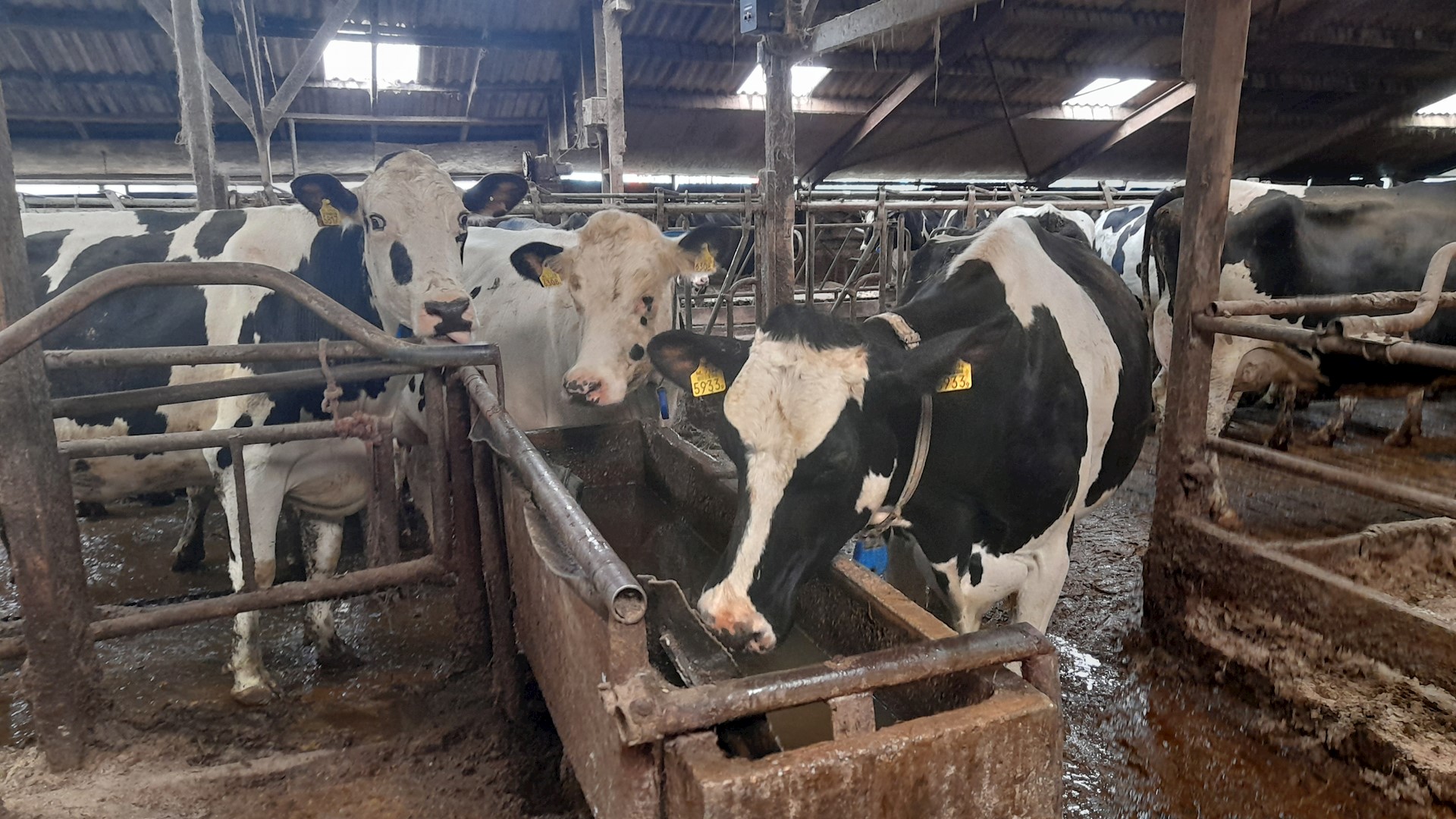 cows drinking clean water