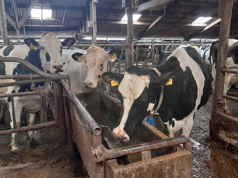 cows drinking clean water