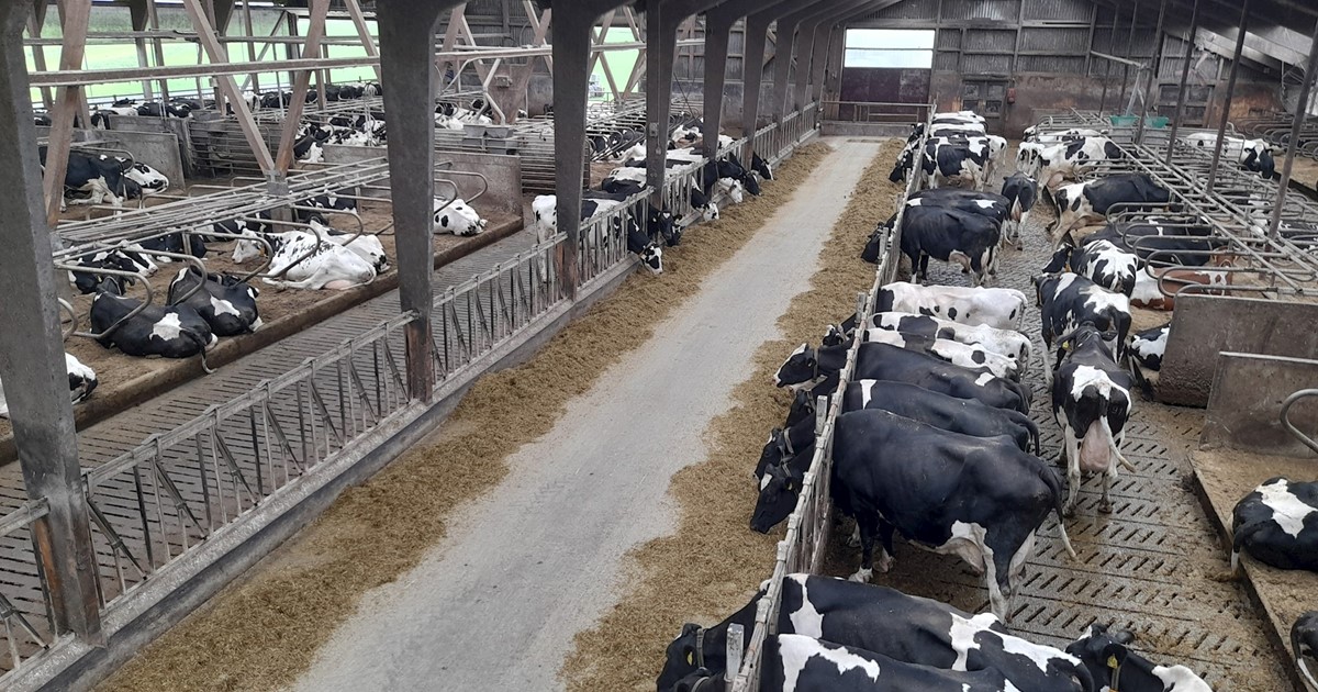 De stal van de gebroeders Uildriks