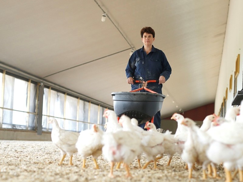 Karin Perdaems among her Polder chickens