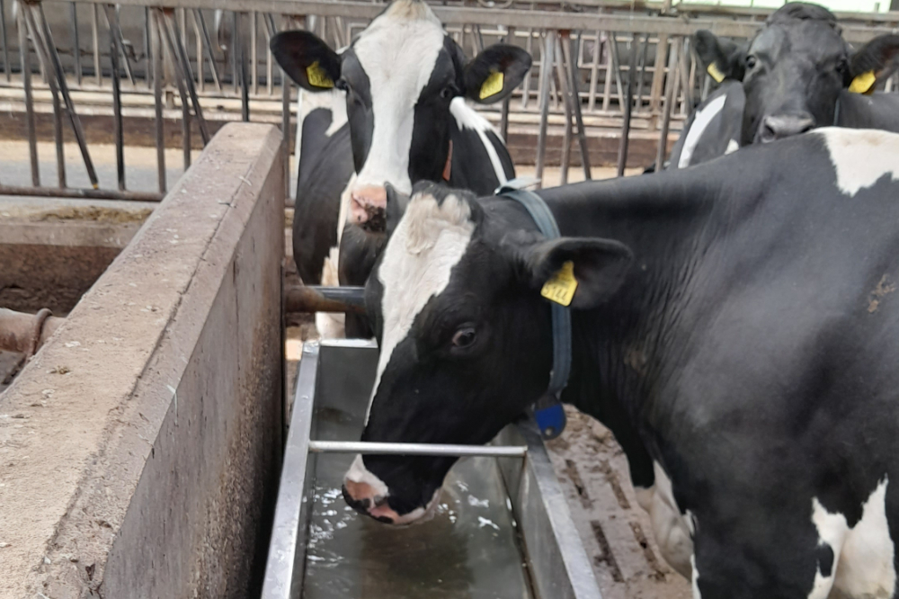 Boxen maakt al meer dan 6 jaar gebruik van het Watter-systeem. Deze koeien zijn niet anders gewend dan helder, fris water.
