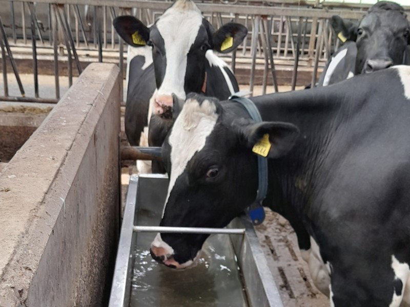 Boxen maakt al meer dan 6 jaar gebruik van het Watter-systeem. Deze koeien zijn niet anders gewend dan helder, fris water.