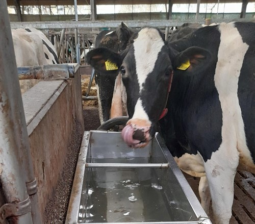 koe drinkt proper water uit de drinkbak