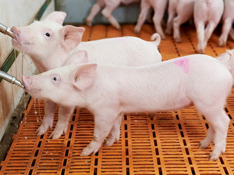 Pigs drinking more from better and cleaner water