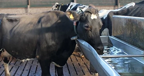 drinking water livestock farming