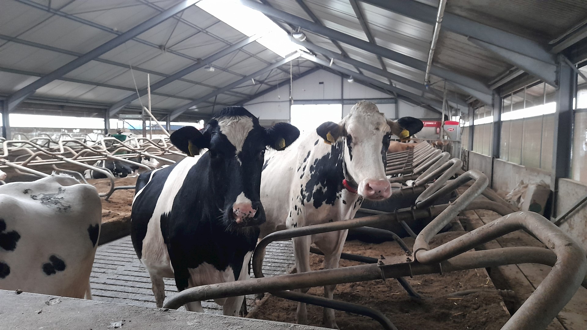 Water plays a huge role in barn design and rationing