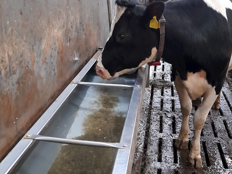 Happy cow enjoying clean drinking water