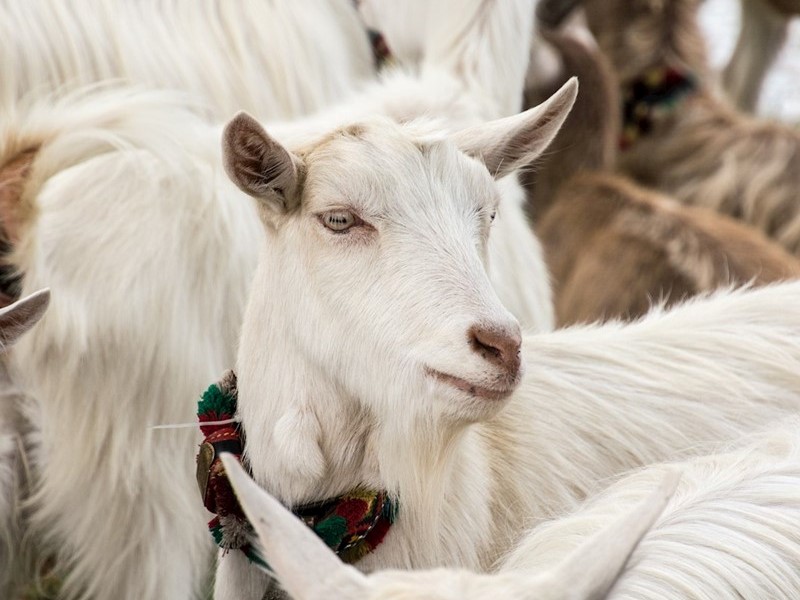 Goats drink more of better and cleaner water