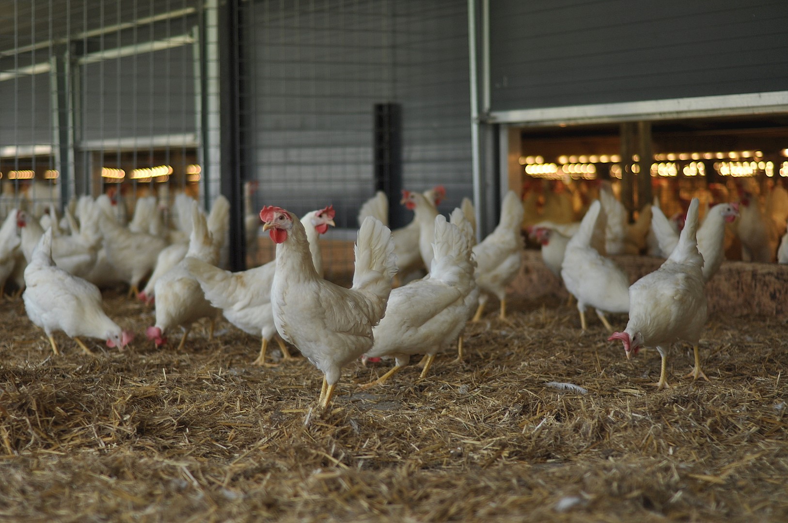 In de 1-ster Beter Leven stal worden 60.000 hennen gehouden