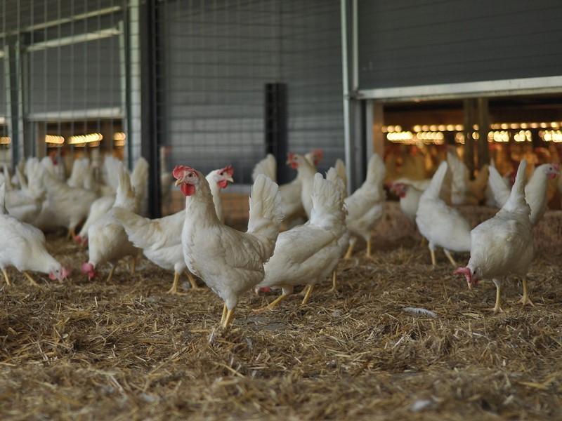 Im 1-Sterne Beter Leven Stall werden 60.000 Hühner gehalten.
