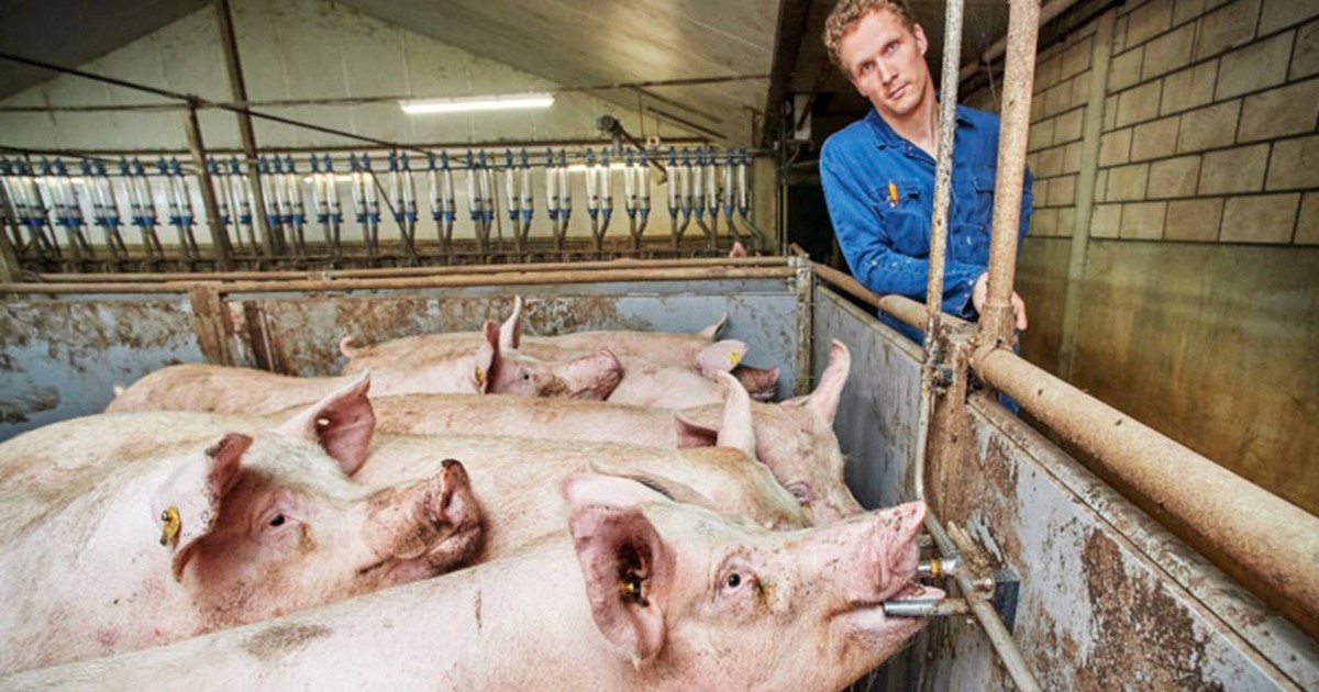 schweinehalter joost van der pas