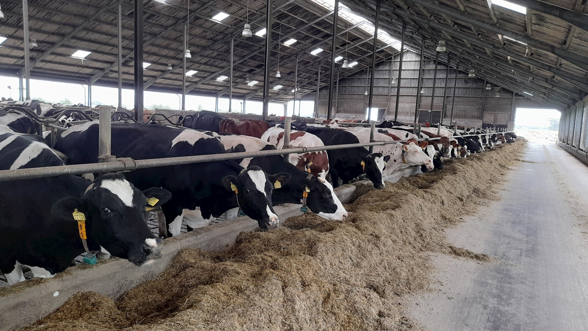 Die Gebrüder Stavenga halten etwa 450 Kühe in einem großen Offenstall