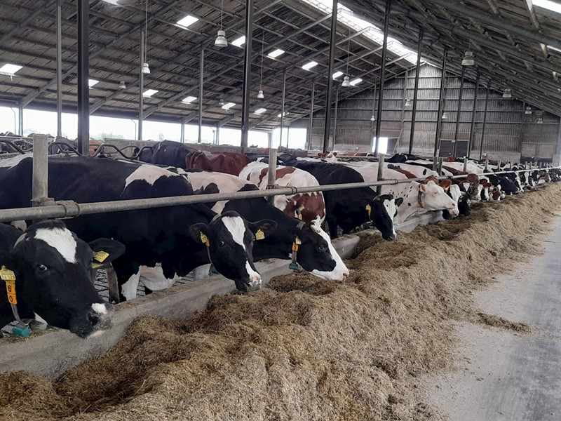 De gebroeders Stavenga houden zo’n 450 koeien in een grote, open stal